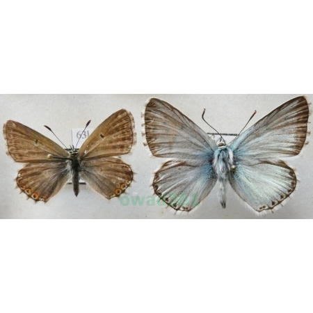Polyommatus coridon (Poda, 1761) pair Modraszek korydon Czech63l